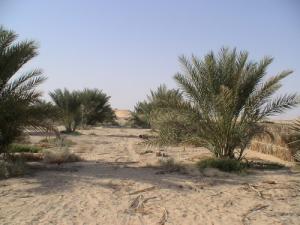 Des Palmiers Nains à El Oued