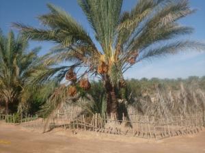 Deglet Nour à El Oued