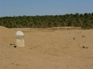 Une Palmeraie de Sidi Khellil