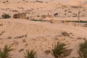 Aux abords d'une palmeraie à El Oued