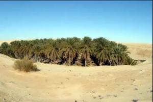 Une Palmeraie d'El Oued