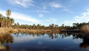 Une Palmeraie d'El Oued