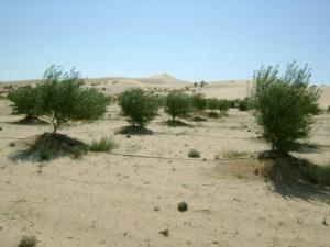 Culture d'Oliviers à El Oued