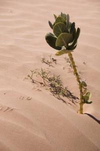 Flore du Désert
