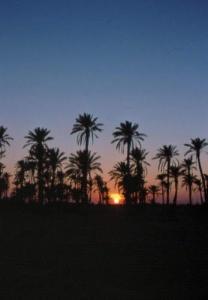 Coucher du Soleil sur une Oasis d'El Oued