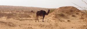 Les Dromadaires d'El Oued