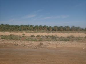Vue générale d'une Palmeraie de Sidi Khelil