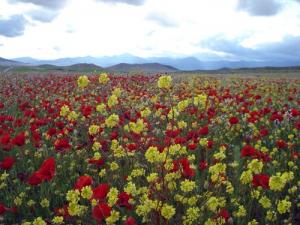 Champs de coquelicots et Moutarde dans la commune de Azzab