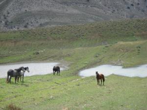 Elevage de Chevaux dans la commune de Chelia
