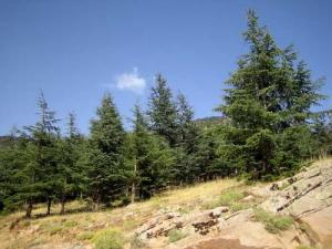 La Verte Forêt de Chelia