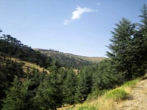 Verdure des Montagnes de Chelia