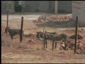 حضيرة الحمير بقرية  أولاد قدور