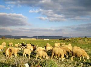 Elevage de Moutons dans la périphérie de Nsigha