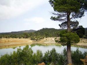 Verdure de la Forêt de Msara