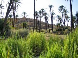 Verdure et Palmiers à El ouldja