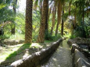 Irrigation d'une palmeraie à El ouldja