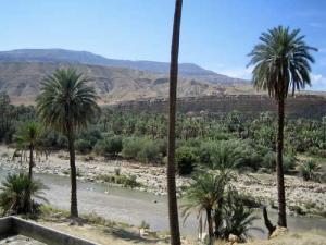 Plantation de Palmiers à El Ouldja