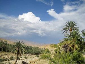 Une Palmeraie d'El Ouldja