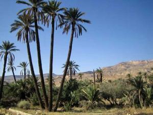 Les Palmiers d'El Ouldja