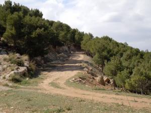 Sentiers Montagneux traversant les forêts de Khenchla