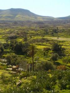 Verdure dans la commune de Yabous