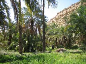 Une Palmeraie d'El Oualdja