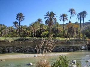 Une Palmeraie d'El Ouldja