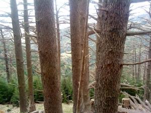 Cerad Forest (Cédraie) Chélia, Khenchela, Aurès, Algérie