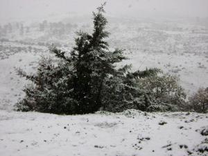 L'Hiver sur la forêt de Souk Ahras