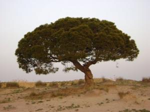 Paysage de Souk Ahras