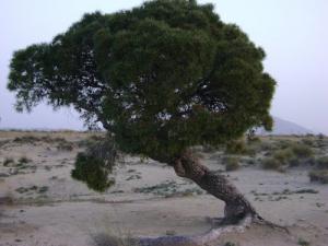 Échantillon de Flore de Souk Ahras
