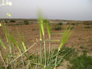 Champ Agricole à Souk Ahras