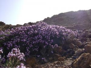 Fleur Sauvages du Printemps