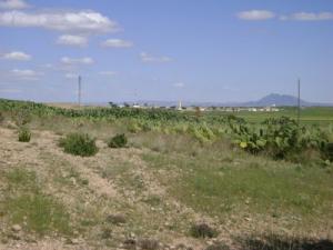Paysage de Souk Ahras à l'approche de l'été