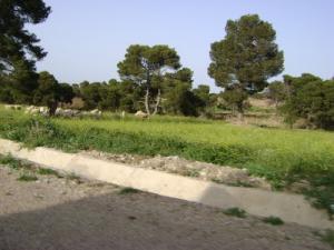 Champ de Moutarde à Souk Ahras