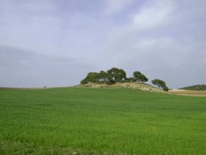 Verdure de Taoura au Printemps