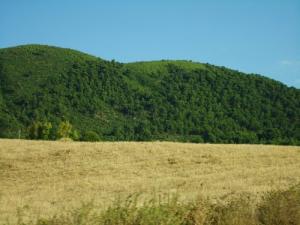 Les Vertes Forêts de Zaarouria
