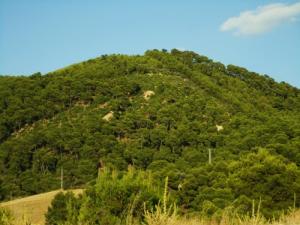 La Forêt de Zaarouria