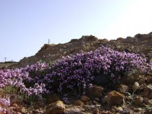 Les Fleurs de Hananchana