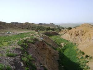 Végétation dans les Gorges de Souk Ahras