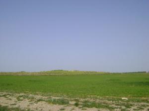 Verdure aux alentours de Souk Ahras