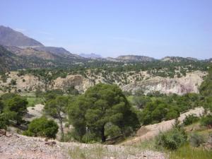 Forêt de Souk Ahras en été