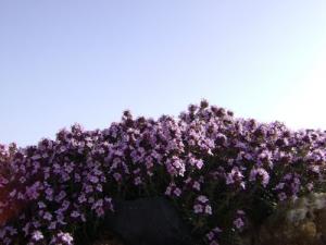 Échantillon de Flore de Souk Ahras
