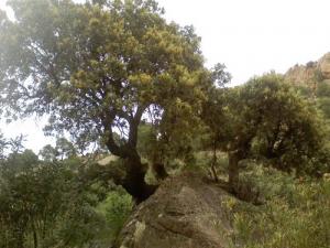 Verdure de Tissemsilt