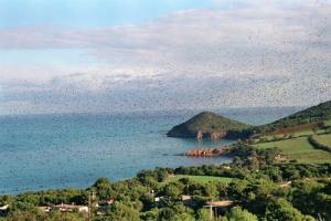 Vol d'étourneaux,Doumia décembre 2007