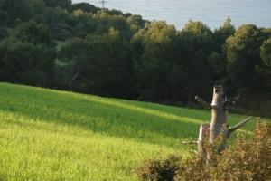 Verdure de Doumia à Tipaza