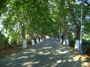 ROUTE de NADOR (Tipaza)