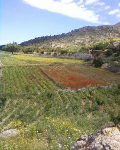 Champs agricoles  à Takacharhte (Commune de Aghbal)