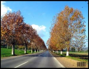 Une Autoroute de Tipaza