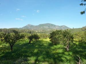 Orangeraie sur la route entre Tipasa et Cherchell